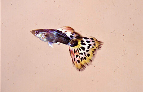 International Waters: Spanish Invasive Alien Species Update